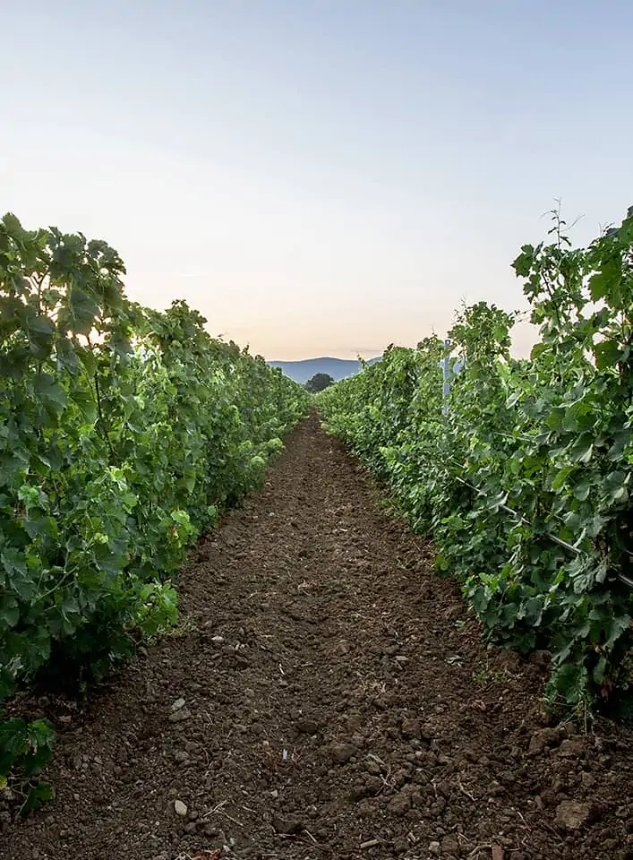 Vino di Bolgheri DOC - Produzione artigianale