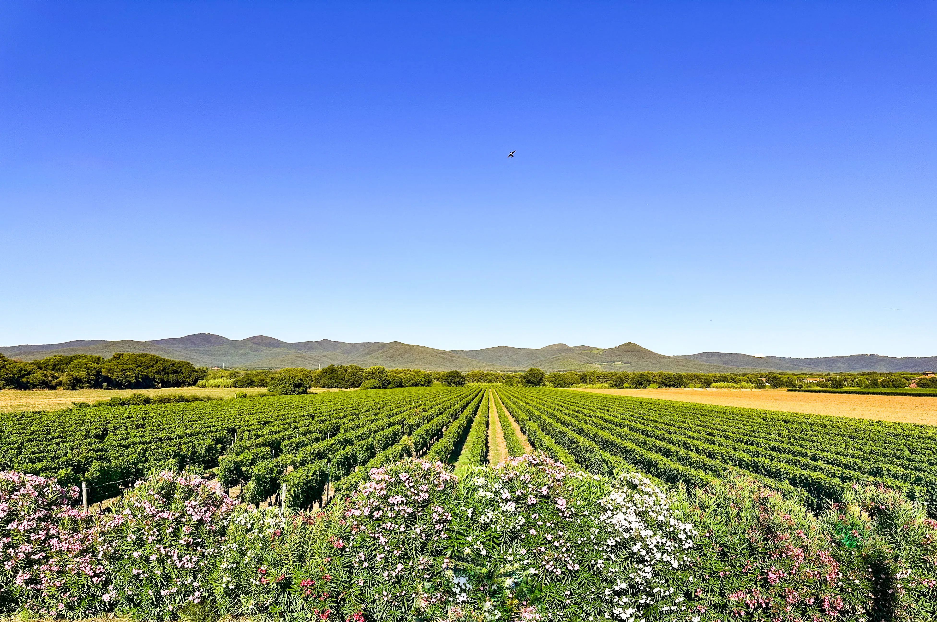 Photo by Martin Sanchez