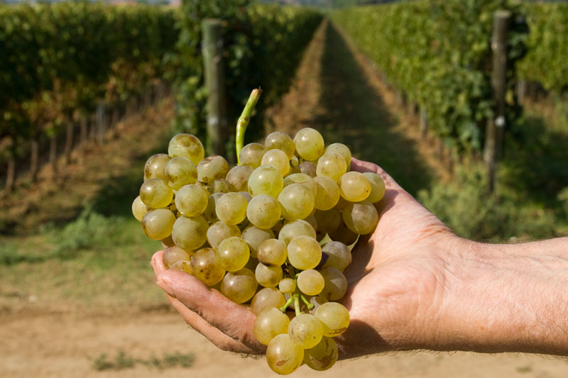 Vini di Bolgheri - Cantina Campo al Noce
