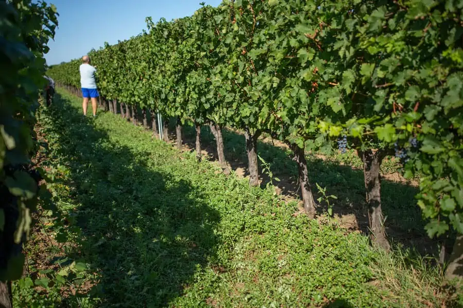 Vini di Bolgheri